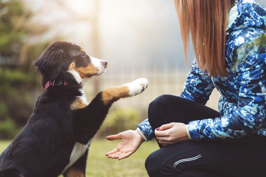 Understanding Your Pet’s Behavior After Boarding: What’s Normal and What’s Not?