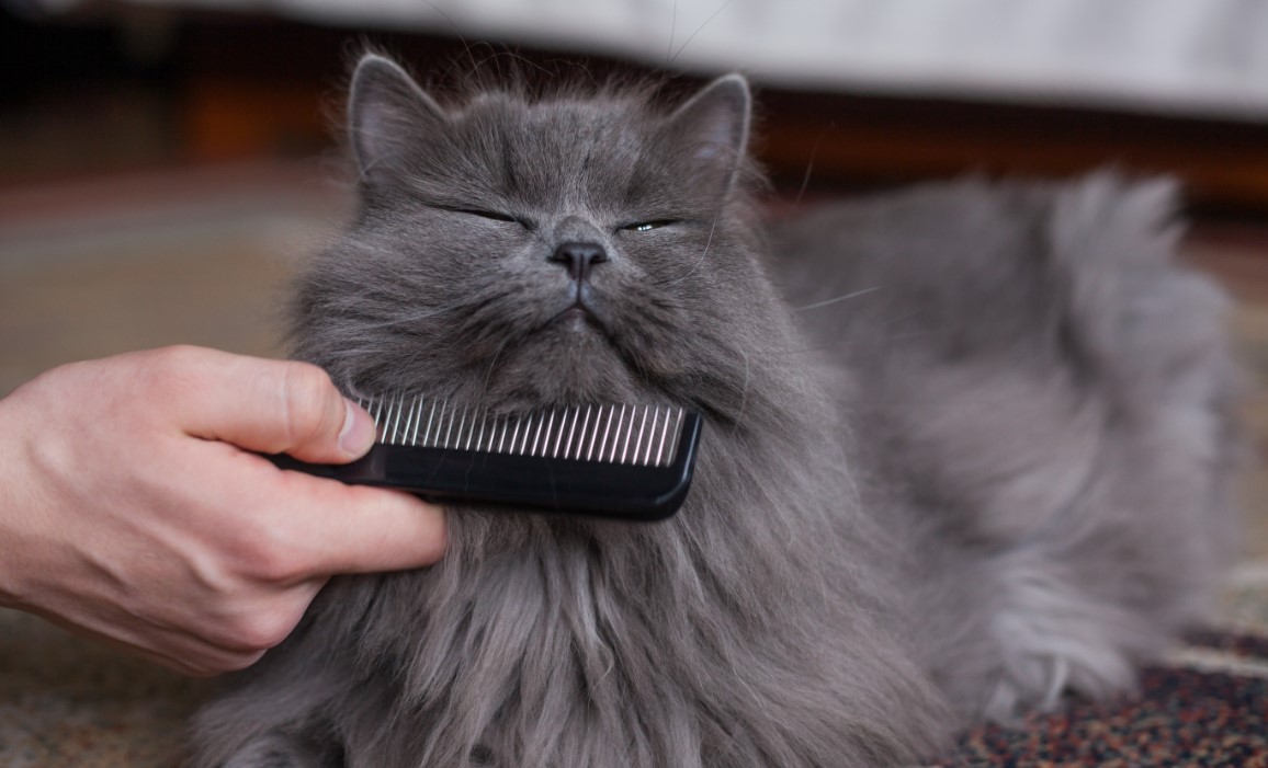 Cat Grooming Myths Debunked: Separating Fact from Fiction